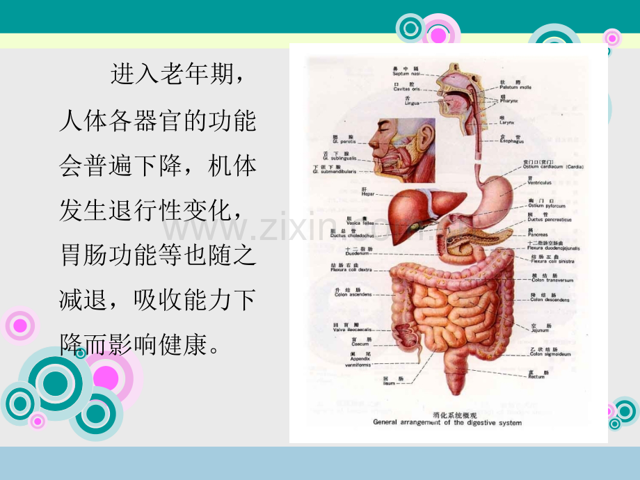 老年人的科学饮食.pptx_第2页