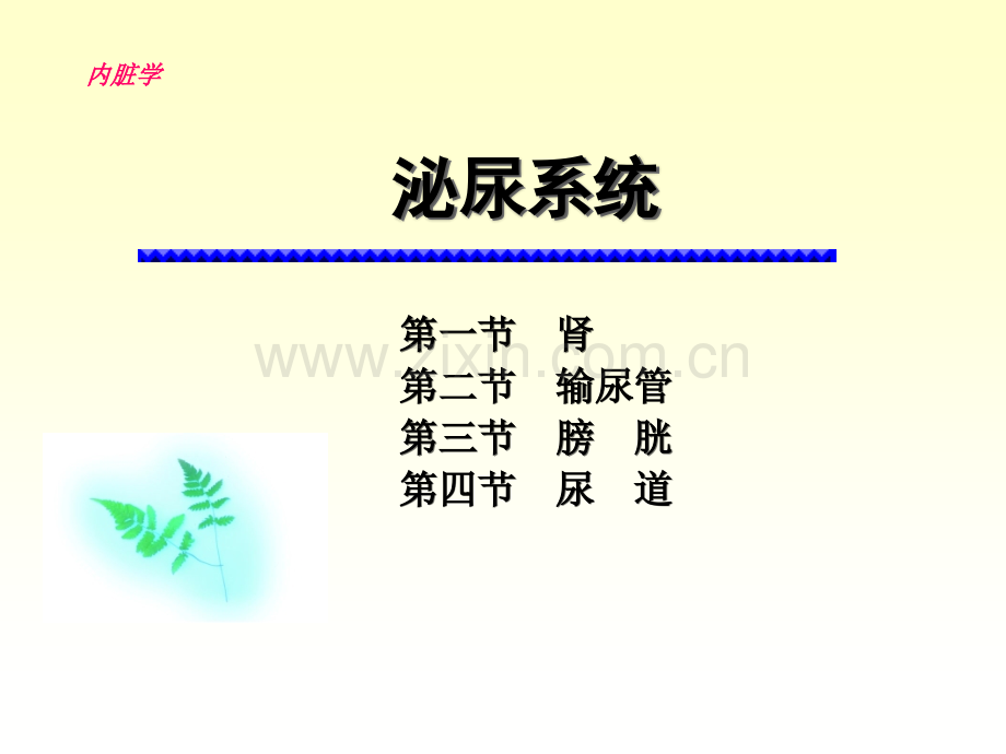 泌尿系统学习.pptx_第1页