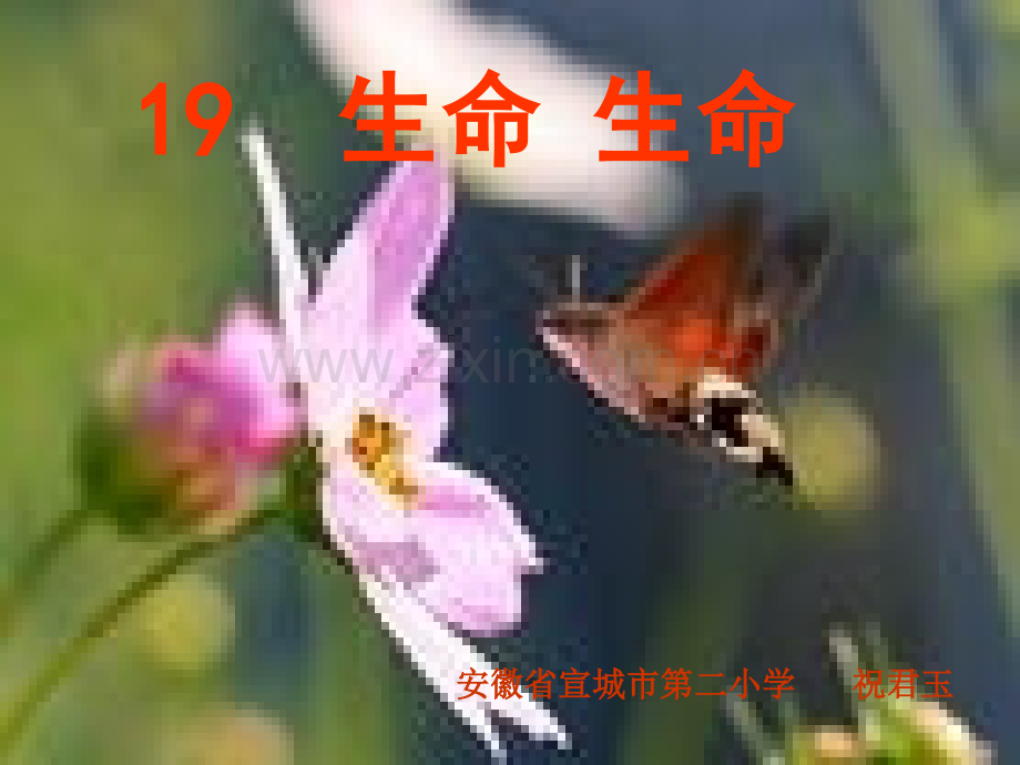 生命生命ppt课件17页.pptx_第1页