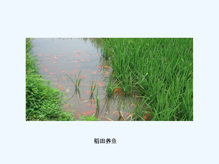 稻田养鱼技术推广.pptx_第2页