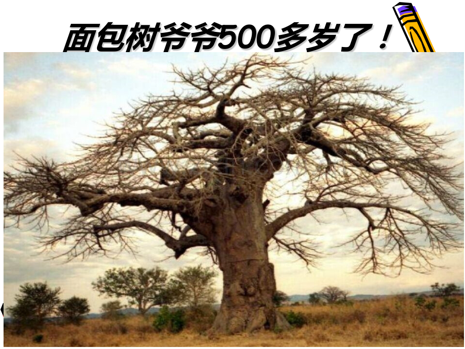 给树爷爷画像.pptx_第2页