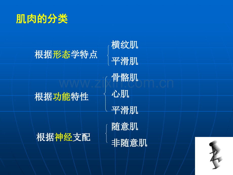 细胞的肌肉活动.pptx_第2页