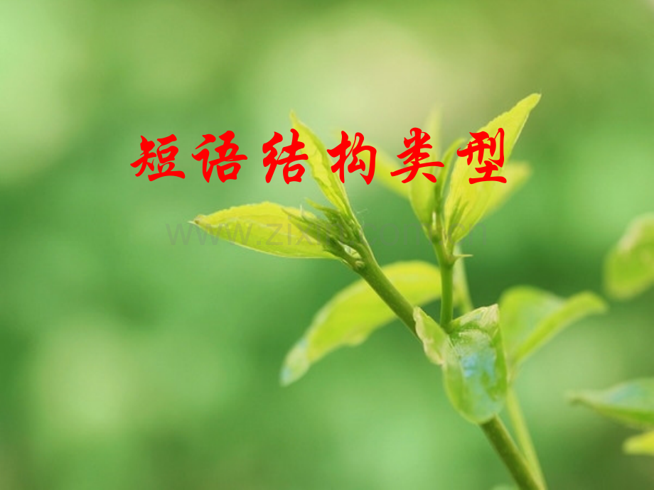 短语结构类型.pptx_第1页