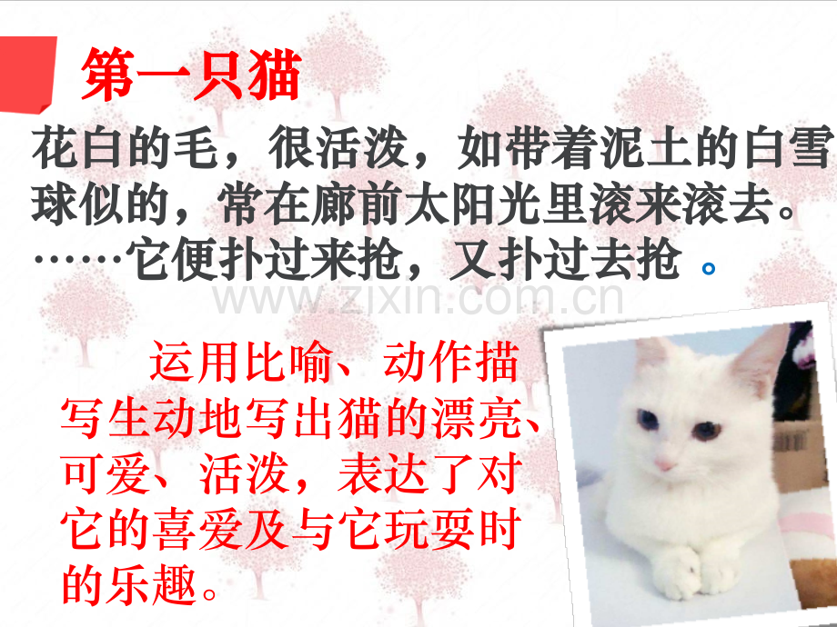猫教学设计.pptx_第2页