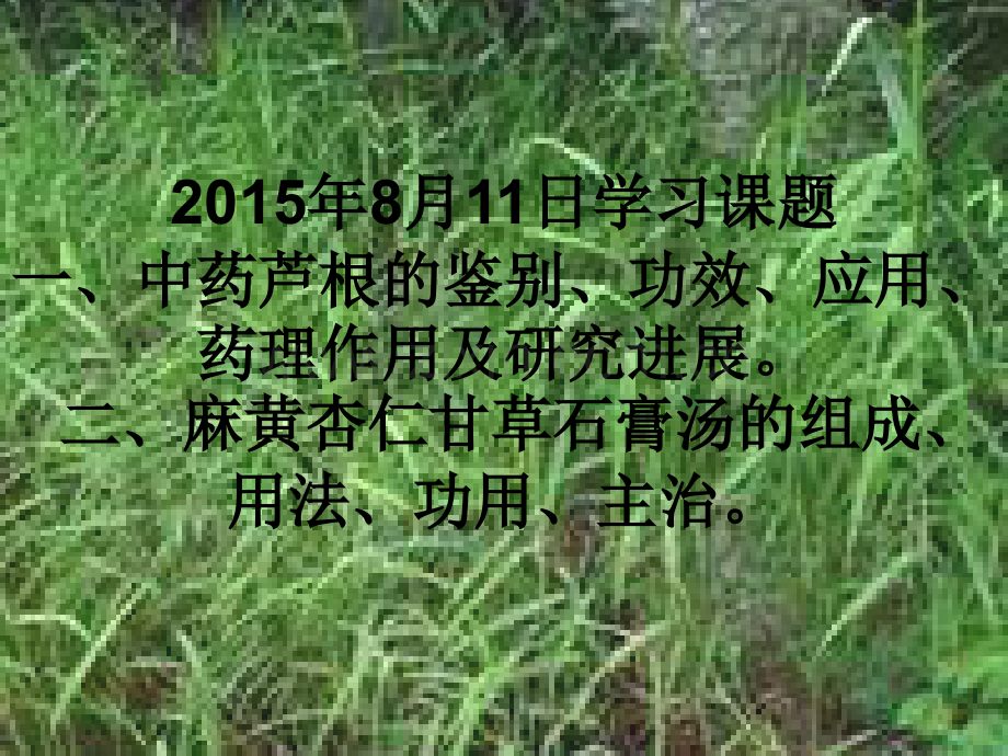 芦根与麻黄杏仁甘草石膏汤.pptx_第1页