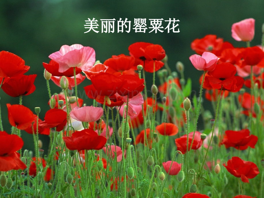 班会课禁毒主题班会1.pptx_第2页