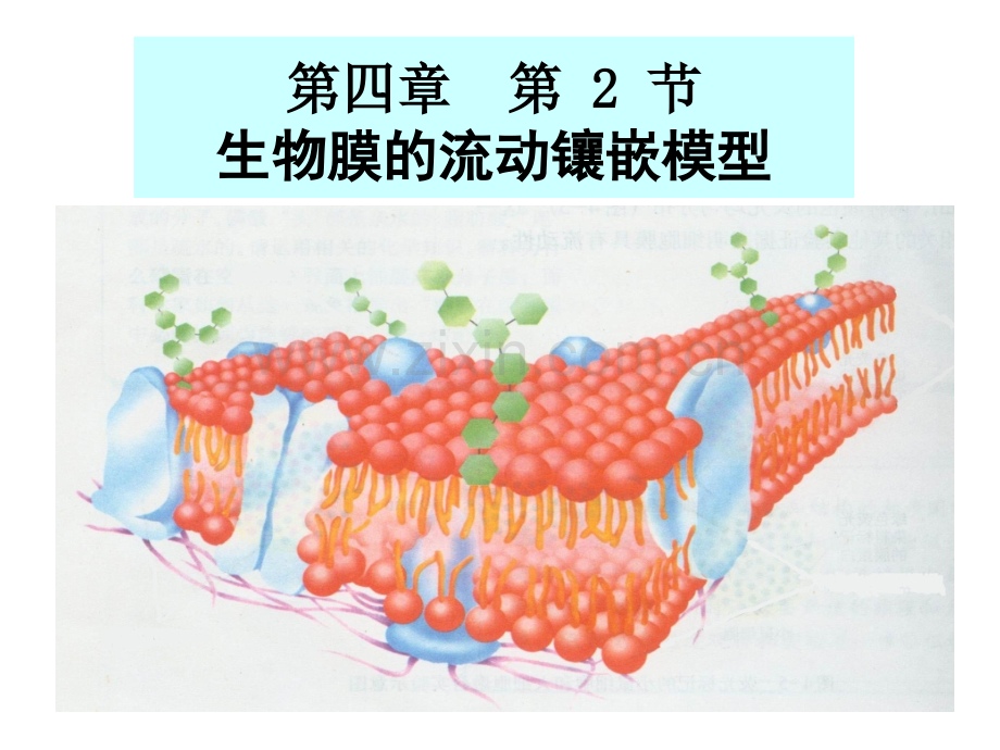 细胞膜的流动镶嵌模型—Alan.pptx_第1页