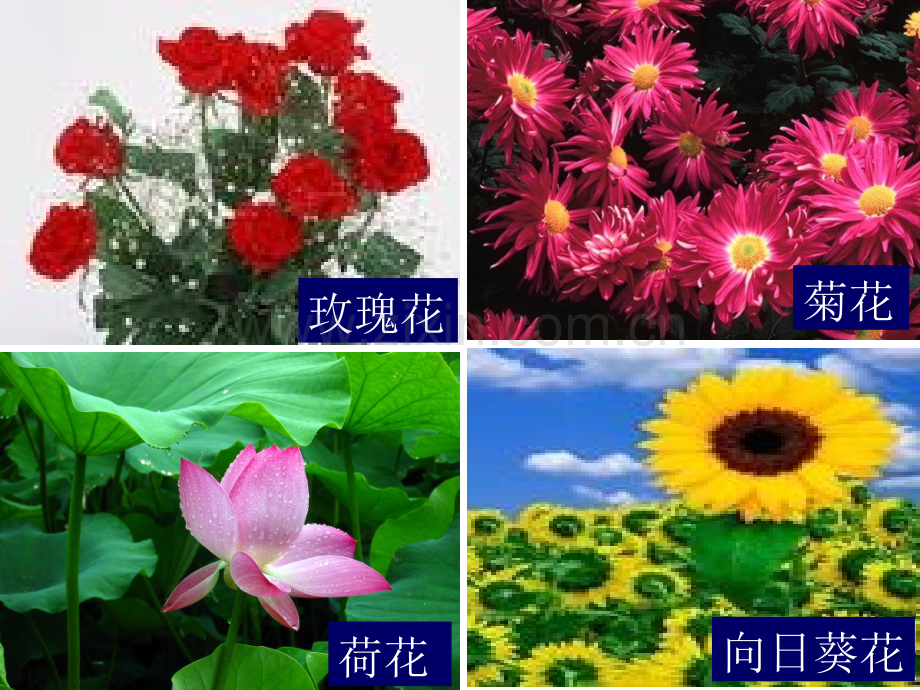 梅花王安石S版.pptx_第1页