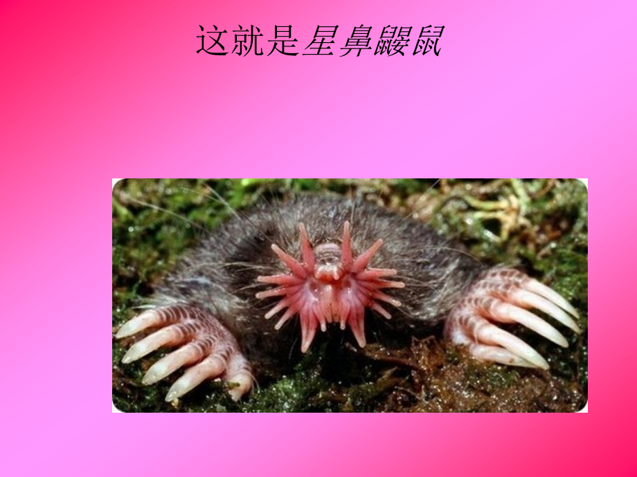 盘点了一些奇怪罕见的动物.pptx_第2页