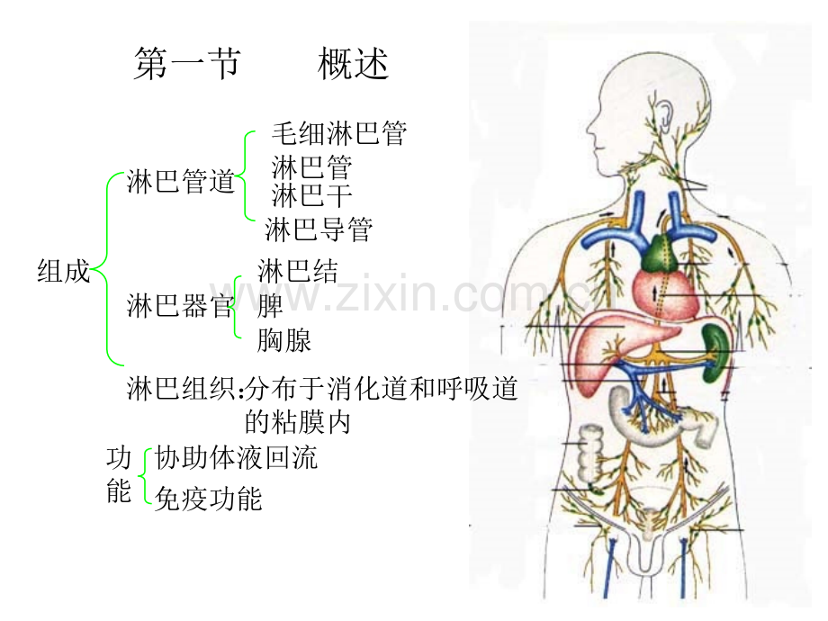 淋巴系统北医.pptx_第2页