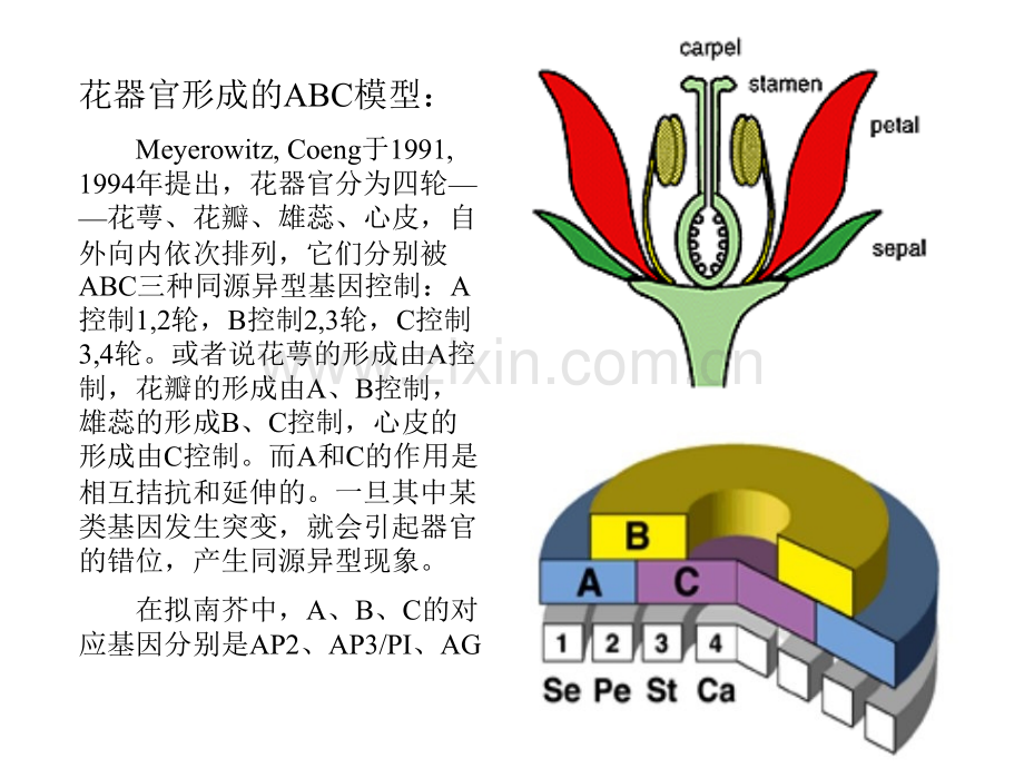 花器官的形成及其生理.pptx_第2页