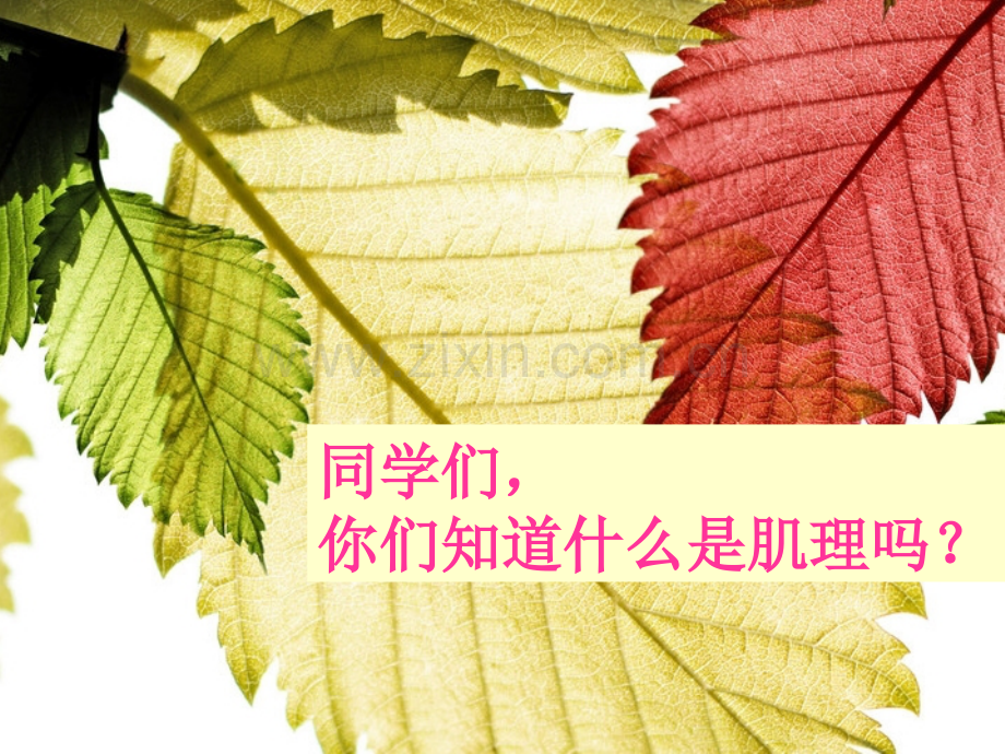 神奇的肥皂粉.pptx_第1页