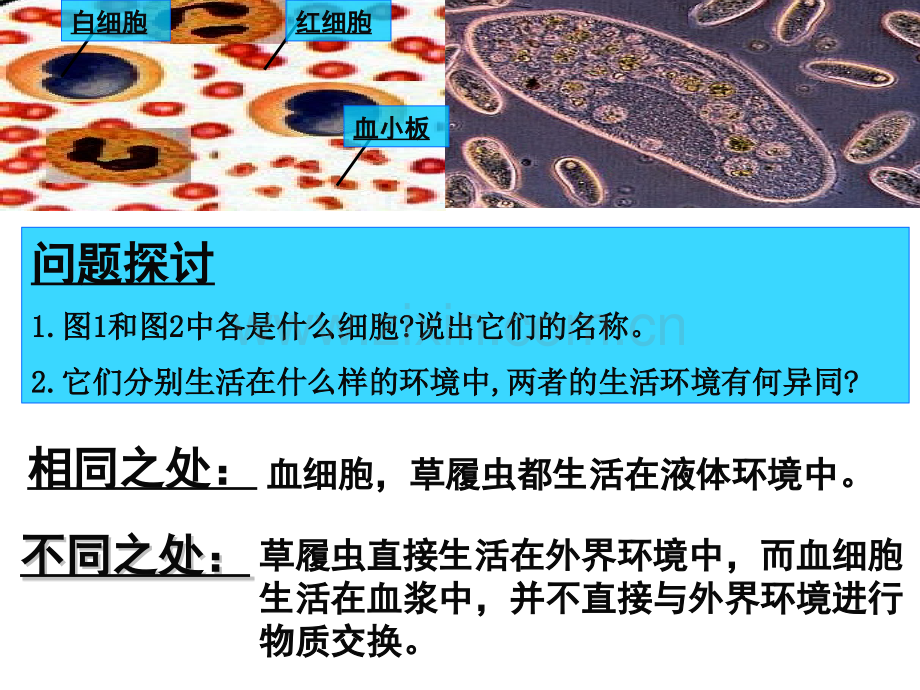 细胞的生活环境.pptx_第2页