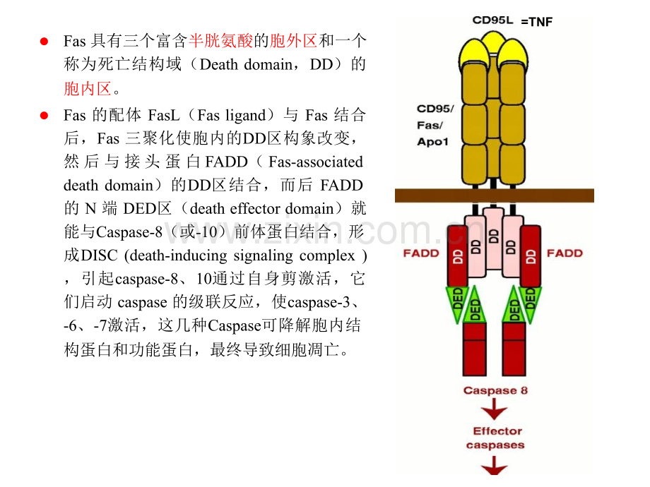 细胞衰老与凋亡3.pptx_第1页