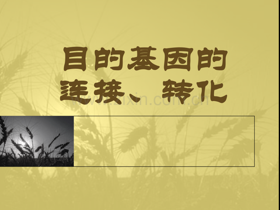 目的基因的连接与转化.pptx_第1页