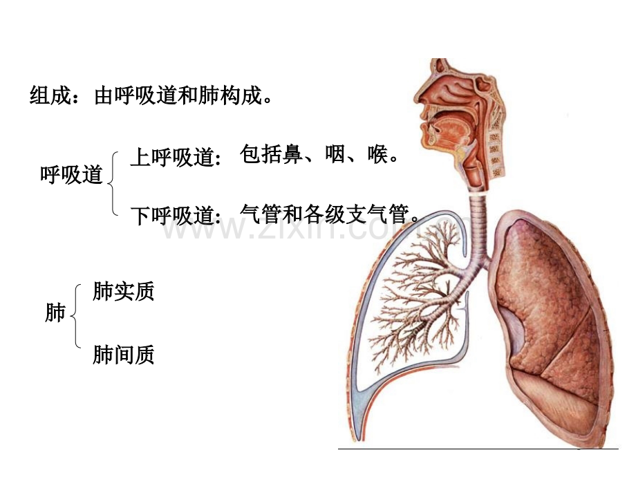 系统解剖学呼吸系统.pptx_第1页