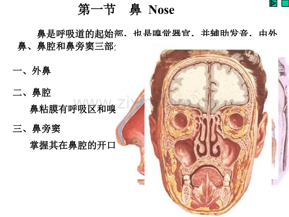 系统解剖学呼吸系统.pptx_第2页