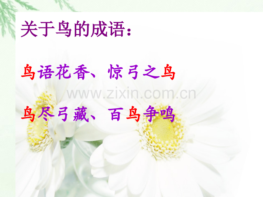 珍珠鸟公开课.pptx_第1页