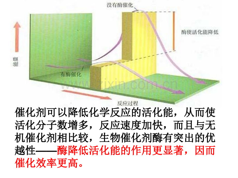 用影响酶促反应速率的因素.pptx_第2页