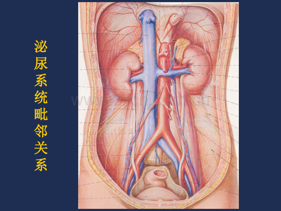 泌尿系统影像表现及常见疾病影像诊断.pptx_第2页