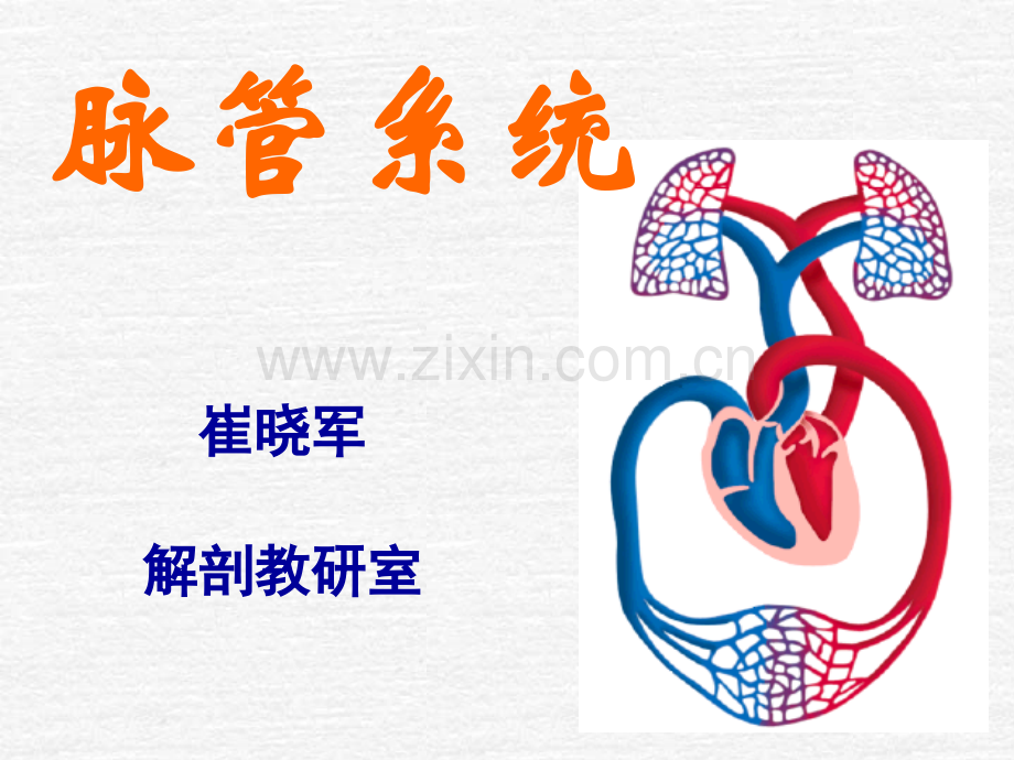 系统解剖学动脉.pptx_第1页