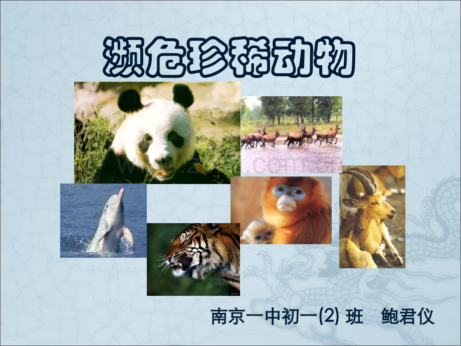 濒危动物.pptx_第1页
