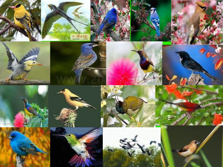 语文9两只鸟蛋.pptx_第1页