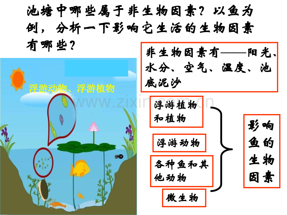 生态系统z.pptx_第1页