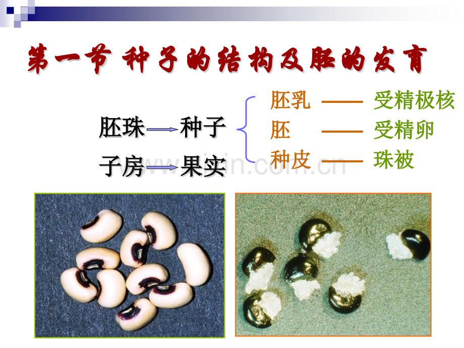 种子和果实.pptx_第2页