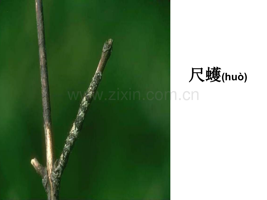苏教版五上语文变色龙.pptx_第2页