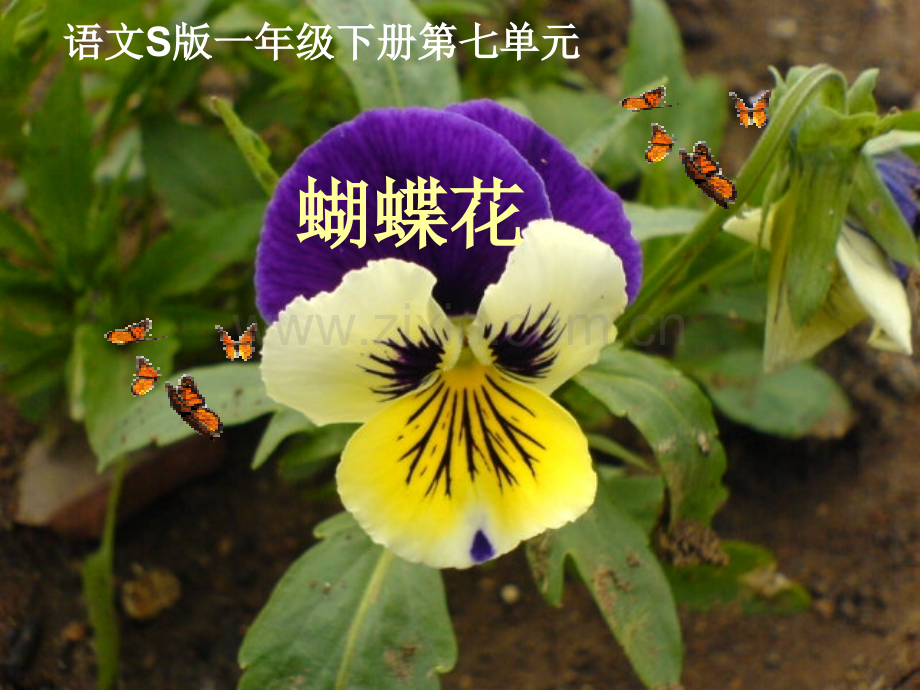 语文S版一年级语文下册蝴蝶花.pptx_第1页
