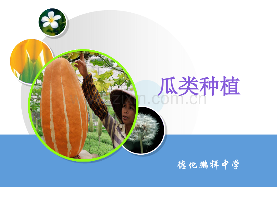 瓜类种植.pptx_第1页