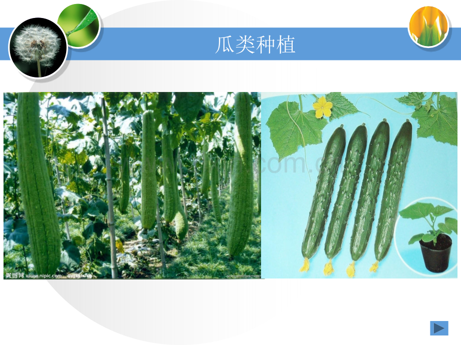 瓜类种植.pptx_第2页