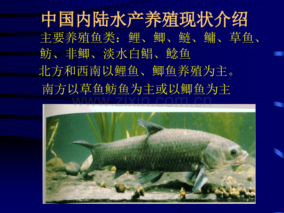 淡水鱼类营养及饲料.pptx_第2页