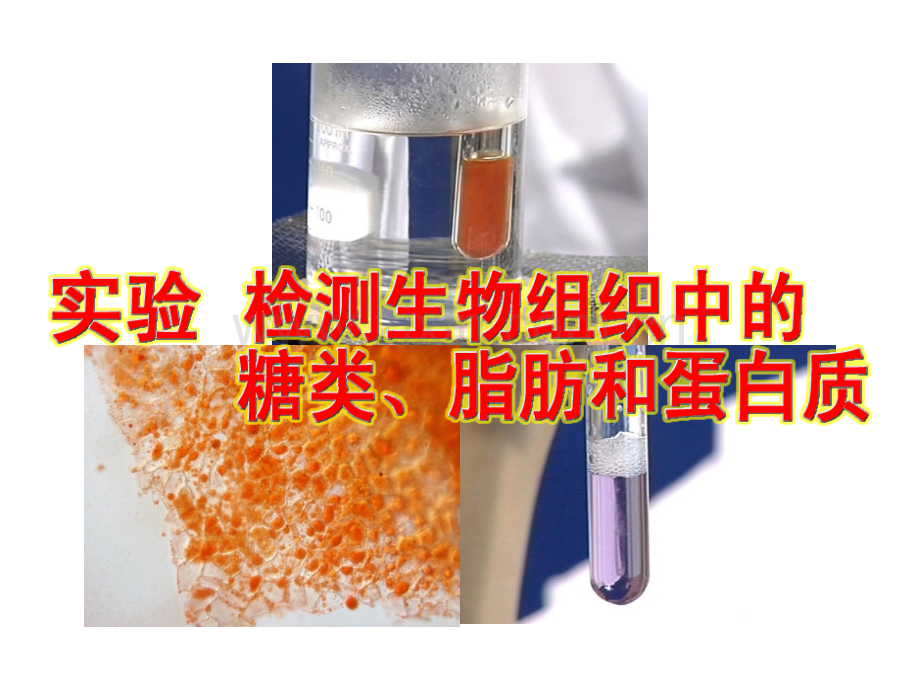 检测生物组织中的糖类蛋白质脂肪.pptx_第1页