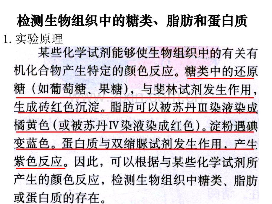 检测生物组织中的糖类蛋白质脂肪.pptx_第2页