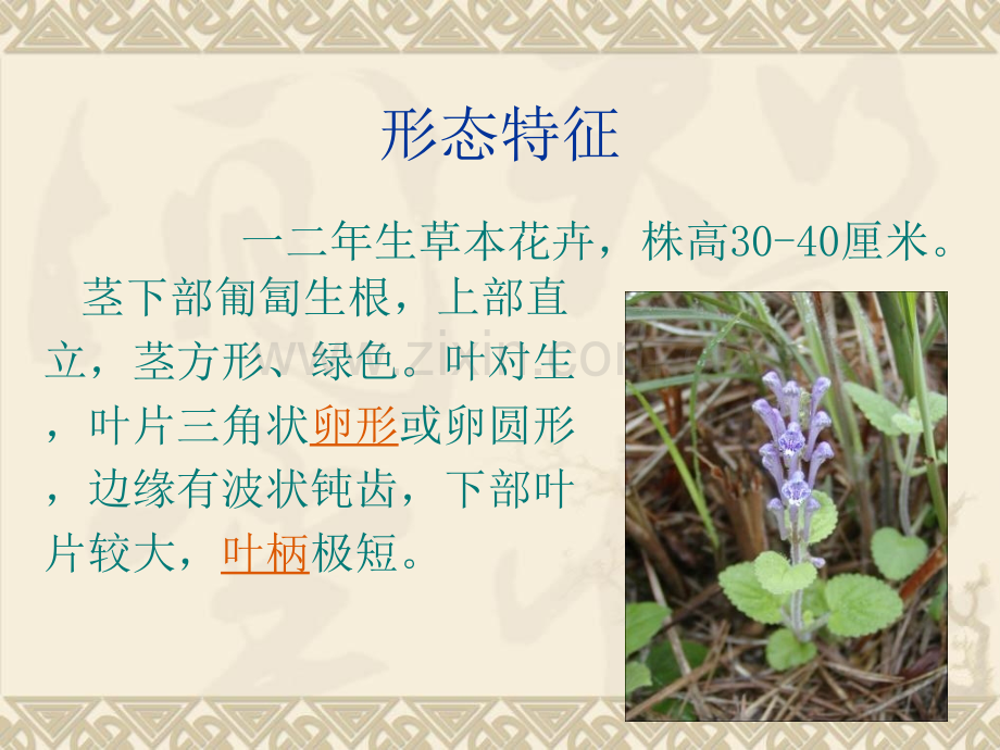 花卉半枝莲.pptx_第2页