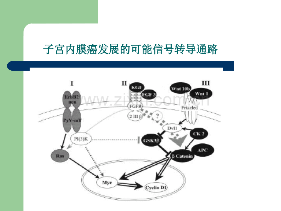激素对子宫内膜癌作用的研究进展.pptx_第2页