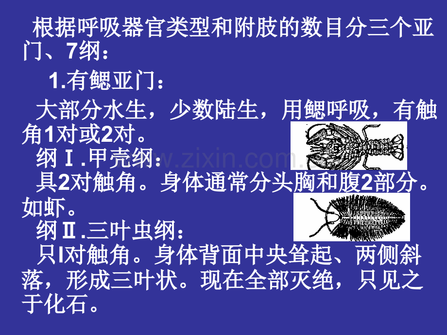 节肢动物门2.pptx_第2页