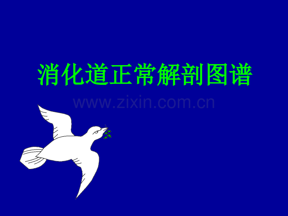 消化道解剖及正常X线表现.pptx_第1页