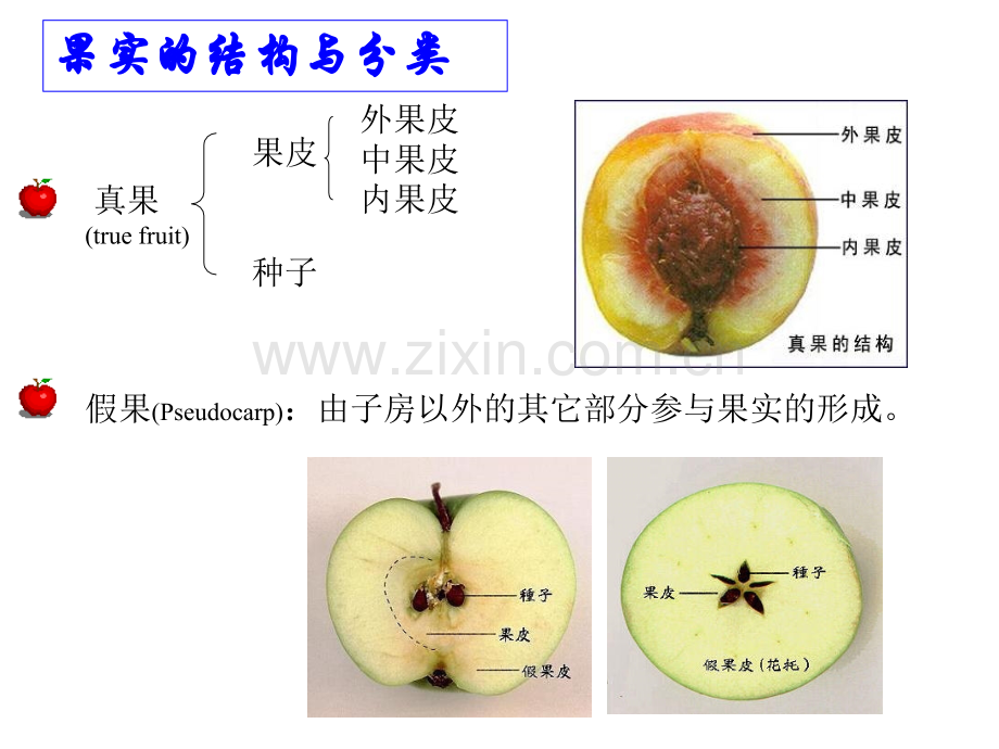 果实和种子分析.pptx_第2页