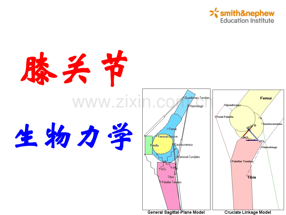 膝关节生物力学.pptx_第1页