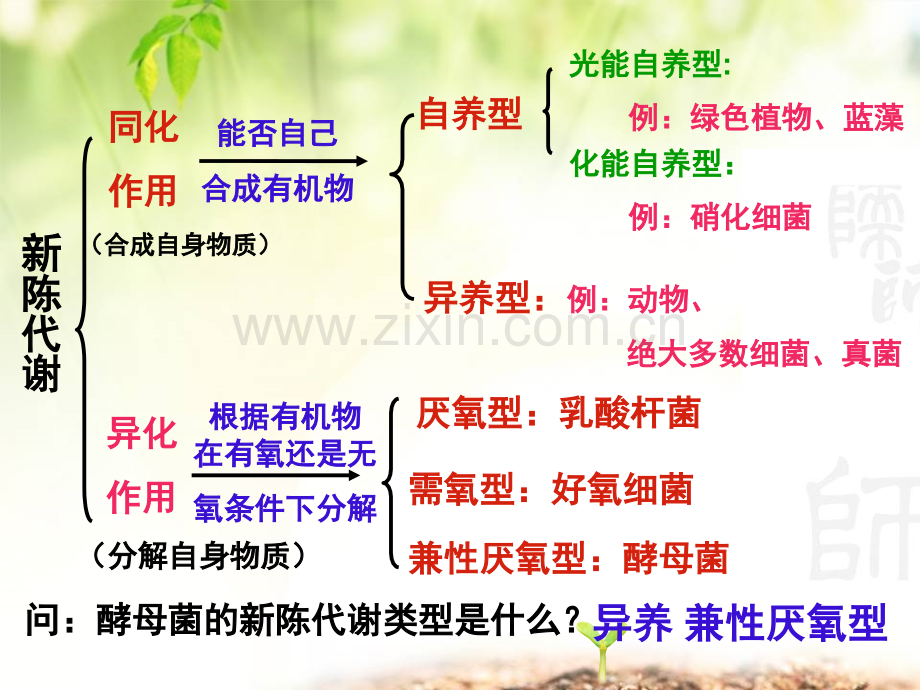 节能量之源—光和光合作用.pptx_第2页