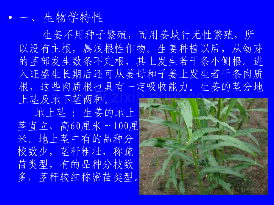 生姜栽培技术.pptx_第2页