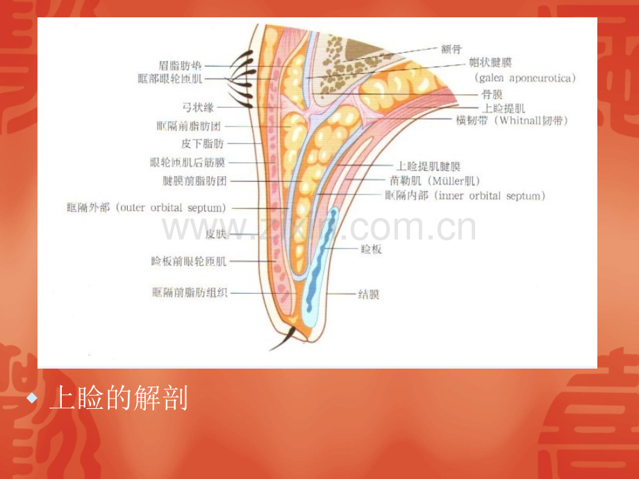 眼睑解剖.pptx_第2页