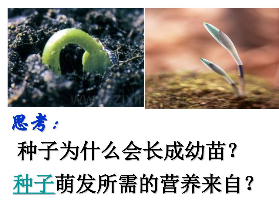 浙教版七年级下册科学14植物的一生共55张-1.pptx_第2页