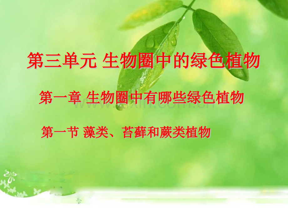 课件藻类苔藓和蕨类植物.pptx_第1页