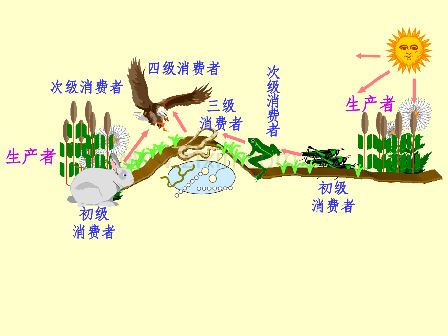生态系统和生态平衡.pptx_第2页