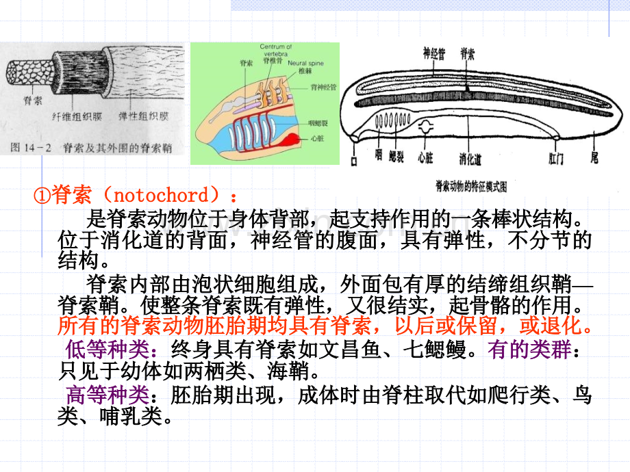 第6章动物界脊索动物门.pptx_第2页