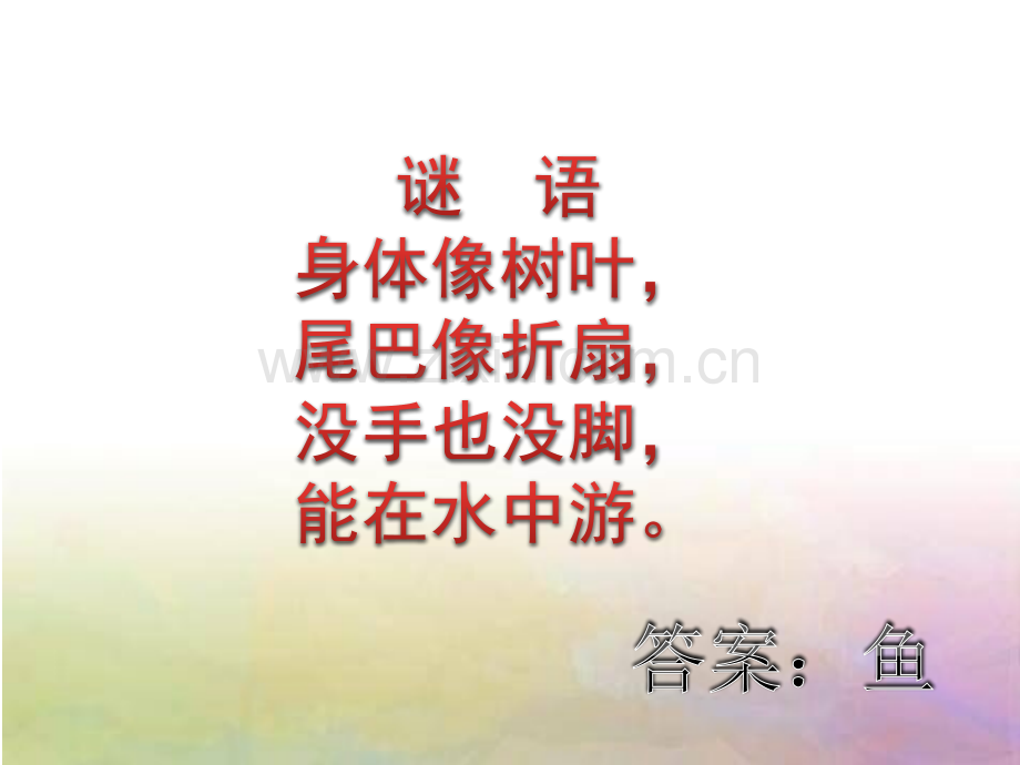 科学课美丽的鱼.pptx_第2页